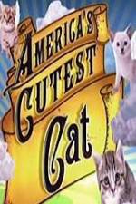 Watch America's Cutest Cat Nowvideo