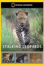 Watch National Geographic: Stalking Leopards Nowvideo