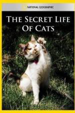 Watch National Geographic The Secret Life of Cats Nowvideo