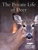 Watch The Private Life of Deer Nowvideo