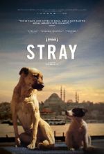 Watch Stray Nowvideo