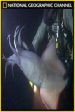 Watch National Geographic Hooked Squid Invasion Nowvideo