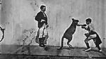 Watch The Boxing Kangaroo (Short 1896) Nowvideo