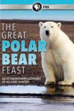 Watch The Great Polar Bear Feast Nowvideo
