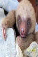 Watch Too Cute! Baby Sloths Nowvideo