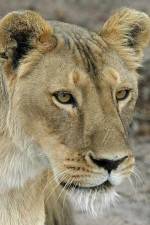 Watch Last Lioness: National Geographic Nowvideo