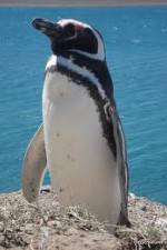 Watch National Geographic Wild Chronicles: Penguins Nowvideo