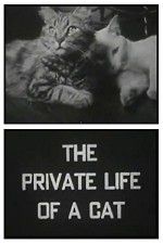 Watch The Private Life of a Cat Nowvideo