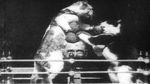 Watch The Boxing Cats (Prof. Welton\'s) Nowvideo