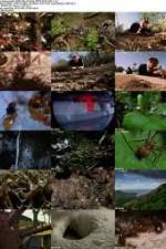 Watch National Geographic Wild - City Of Ants Nowvideo