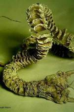 Watch Mongolian Death Worm Nowvideo