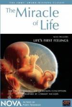 Watch The Miracle of Life Nowvideo