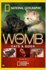 Watch National Geographic In The Womb  Cats Nowvideo