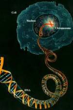 Watch Horizon: Miracle Cure? A Decade of the Human Genome Nowvideo