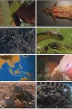 Watch National Geographic Wild : Deadliest Animals Asia Pacific Nowvideo