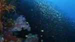 Watch Wild Window: Bejeweled Fishes Nowvideo
