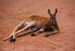 Watch Big Red: The Kangaroo King Nowvideo