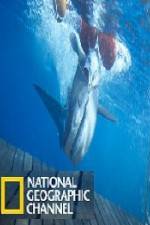 Watch National Geographic Shark Men Surfs Up Nowvideo