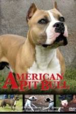 Watch American Pit Bull Nowvideo