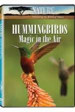Watch Hummingbirds Magic in the Air Nowvideo