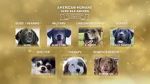 Watch American Humane Hero Dog Awards: 10th Anniversary Celebration (TV Special 2020) Nowvideo