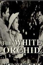 Watch The White Orchid Nowvideo