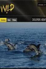 Watch National Geographic Wild Dolphin Army Nowvideo