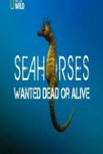Watch National Geographic - Wild Seahorses Wanted Dead Or Alive Nowvideo