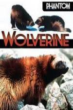 Watch National Geographic  Phantom Wolverine Nowvideo