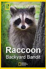 Watch Raccoon: Backyard Bandit Nowvideo