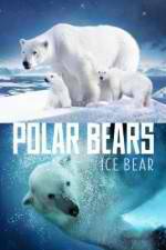 Watch Polar Bears Ice Bear Nowvideo