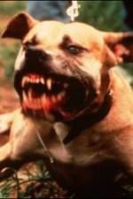 Watch Dogfighting Undercover Nowvideo