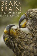 Watch Beak & Brain - Genius Birds from Down Under Nowvideo