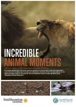 Watch Incredible Animal Moments Nowvideo