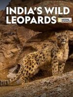 Watch India\'s Wild Leopards (Short 2020) Nowvideo