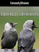 Watch Bird Brain Nowvideo