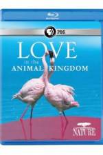 Watch Nature: Love in the Animal Kingdom Nowvideo