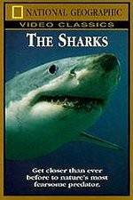 Watch National Geographic The Sharks Nowvideo