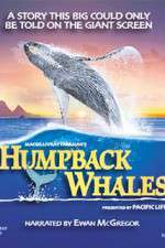 Watch Humpback Whales Nowvideo