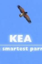 Watch Kea - The Smartest Parrot Nowvideo