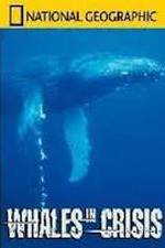 Watch National Geographic: Whales in Crisis Nowvideo