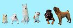 Watch How Dogs Got Their Shapes Nowvideo