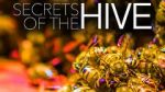 Watch Secrets of the Hive Nowvideo