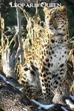 Watch National Geographic Leopard Queen Nowvideo