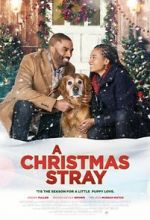 Watch A Christmas Stray Nowvideo