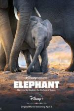 Watch Elephant Nowvideo