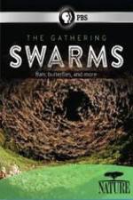 Watch Nature The Gathering Swarms Nowvideo