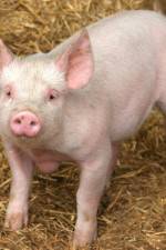 Watch Patent For A Pig: The Big Business of Genetics Nowvideo