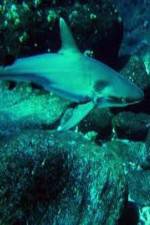 Watch National Geographic: Secret Shark Pits Nowvideo