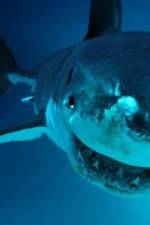 Watch National Geographic. Shark attacks investigated Nowvideo